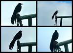 (52) crow montage.jpg    (1000x720)    192 KB                              click to see enlarged picture